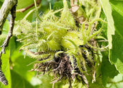 Früchte einer Baumhasel