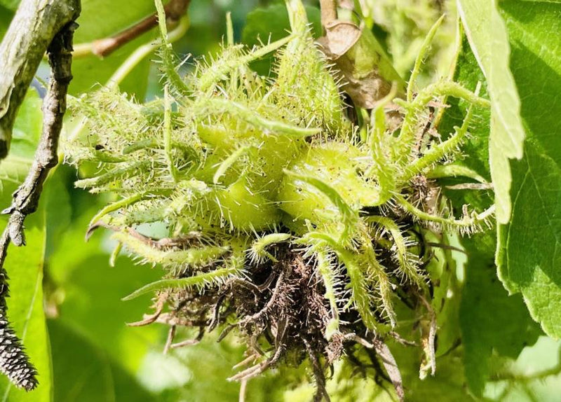 Früchte einer Baumhasel