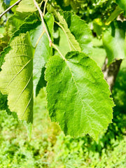 Blatt eines Haselnussstrauchs