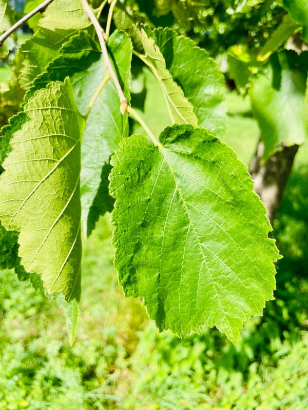 Blatt eines Haselnussstrauchs