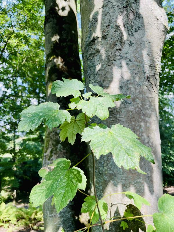 Blatt Bergahorn