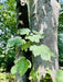 Blatt Bergahorn