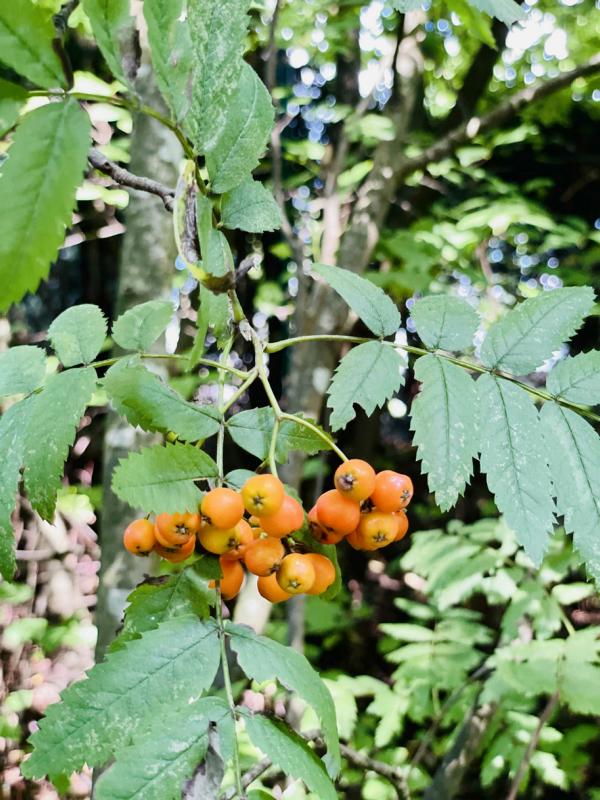 Eberesche Früchte
