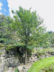 Elsbeere ganzer Baum