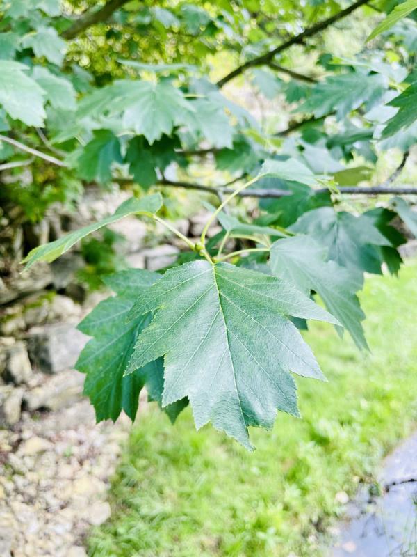 Elsbeere Blatt