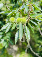 Esskastanie / Edelkastanie Früchte / Maronen