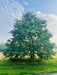 Edelkastanie / Esskastanie einzelner Baum