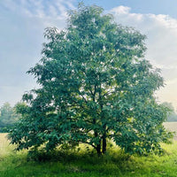 Edelkastanie / Esskastanie ganzer Baum