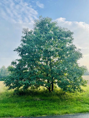 Edelkastanie - Baum des Jahres 2018