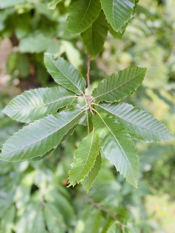 Esskastanie / Edelkastanie Blätter