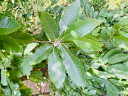 Das dunkelgrüne Blattwerk einer Esskastanie vor grünem Hintergrund. Links im Bild ist leicht verdeckt der braune Stamm zu sehen