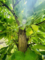 Esskastanie / Edelkastanie Stamm