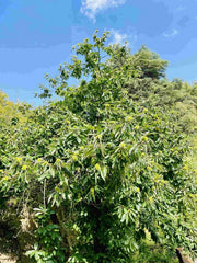 Edelkastanie / Esskastanie Baum