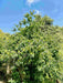 Esskastanie / Edelkastanie Baum mit Maronen