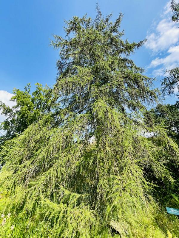 Europäische Lärche als ganzer Baum
