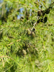 Europäische Lärche Zapfen