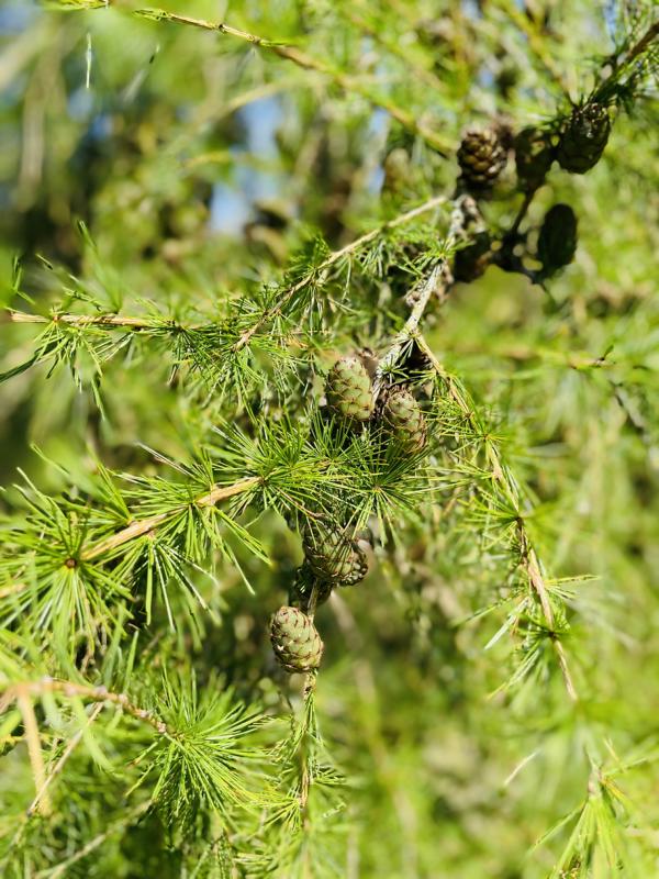 Europäische Lärche Zapfen
