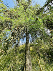 Europäische Lärche Nadeln