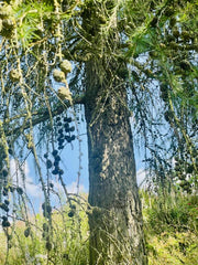 Europäische Lärche Stamm