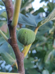 Grüne unreife Feige an einem braunen Zweig eines Feigenbaums