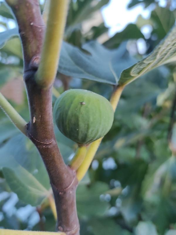Grüne unreife Feige an einem braunen Zweig eines Feigenbaums