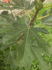 Tief geschlitztes dunkelgrünes Blatt einer Feige