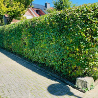 Hainbuche als Hecke