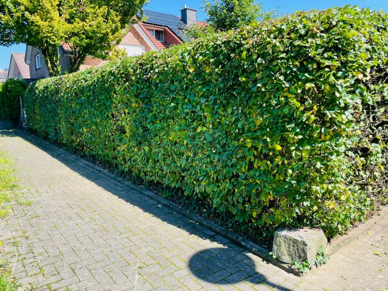 Hainbuche als Hecke