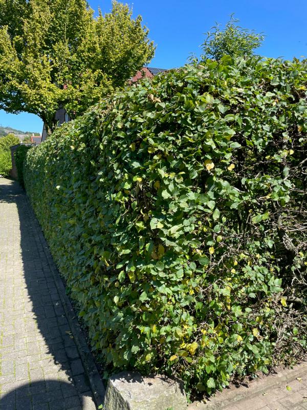 Hainbuche als Hecke
