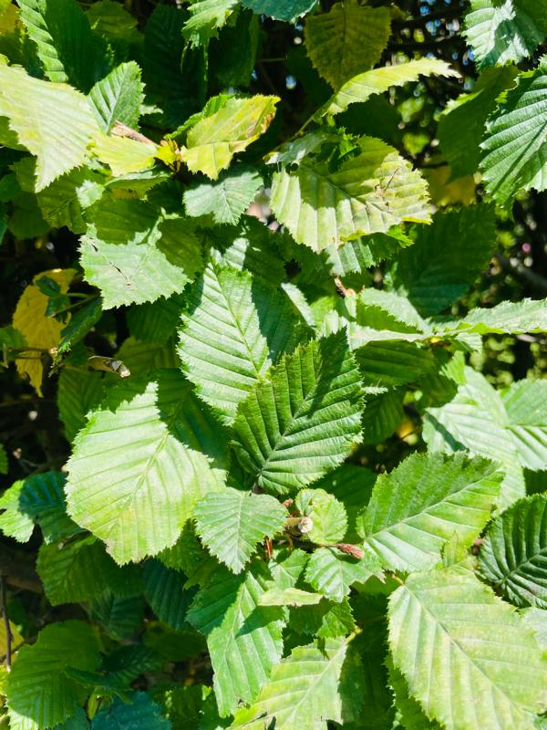 Hainbuche als Hecke