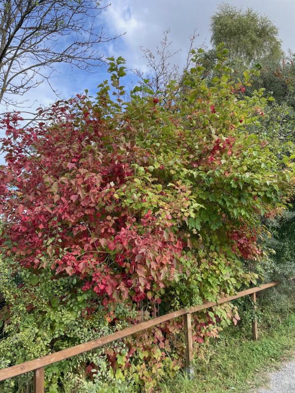Heckenkirsche Herbstfärbung