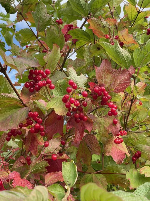 Heckenkirsche Früchte Herbstfärbung