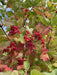 Heckenkirsche Früchte Herbstfärbung