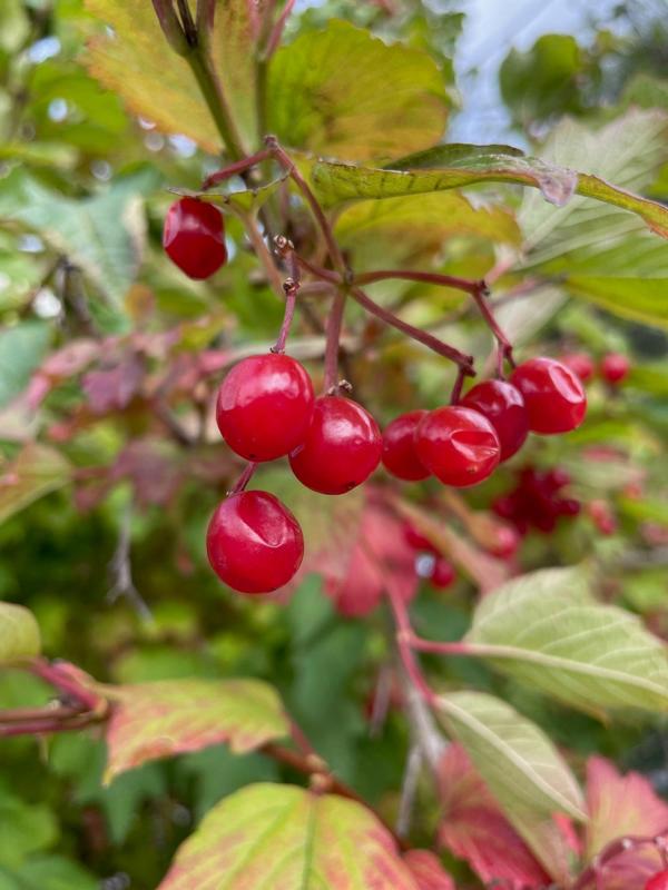 Heckenkirsche Früchte Nahaufnahme Herbstfärbung