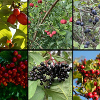 Heimische Naturhecke