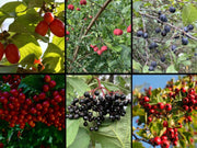 Heimische Naturhecke