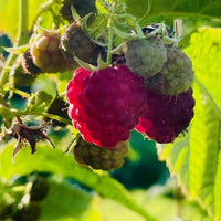 Himbeere am Strauch