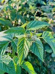 Blatt einer Himbeerpflanze