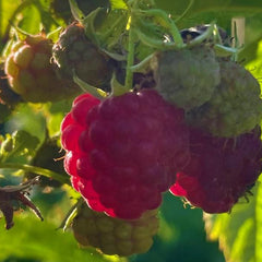 Himbeere Frucht rot