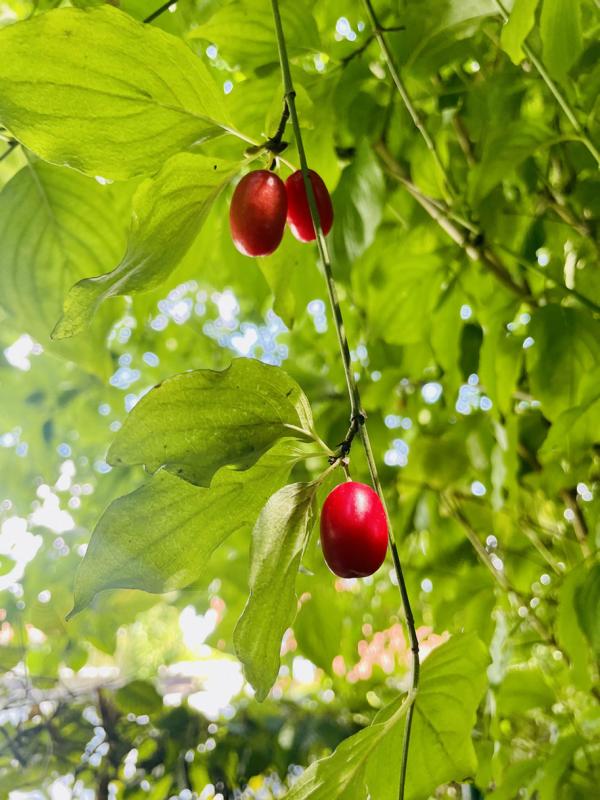 Kornelkirsche Frucht