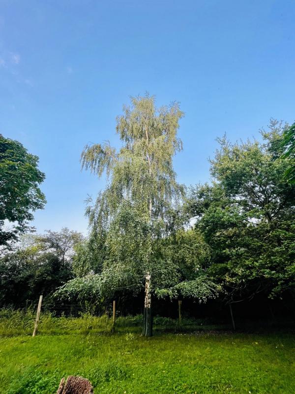 Moorbirke ganzer Baum