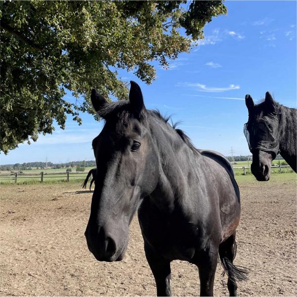 Pferdehecke Schwarzes Pferd