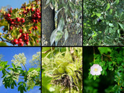 Pferdehecke Zusammenstellung