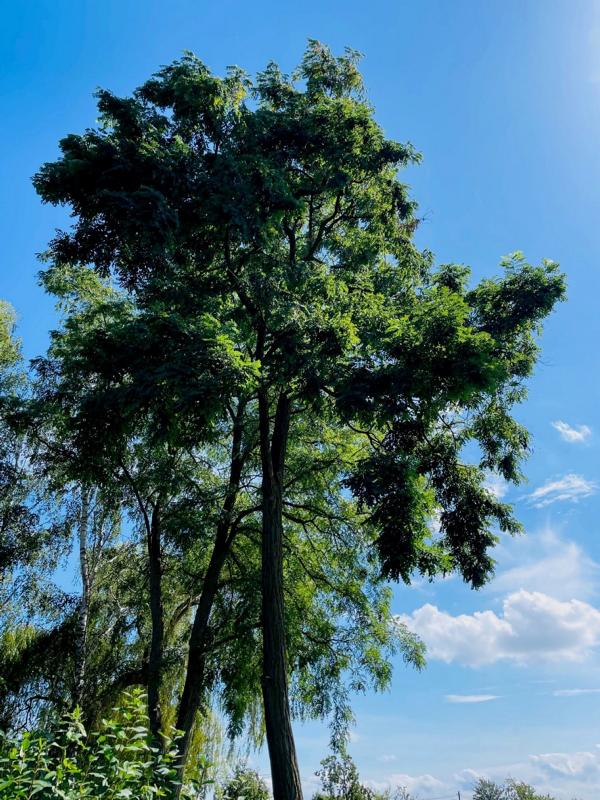 Robinie Baum kaufen Setzlinge in bester Qualität — Baumfink