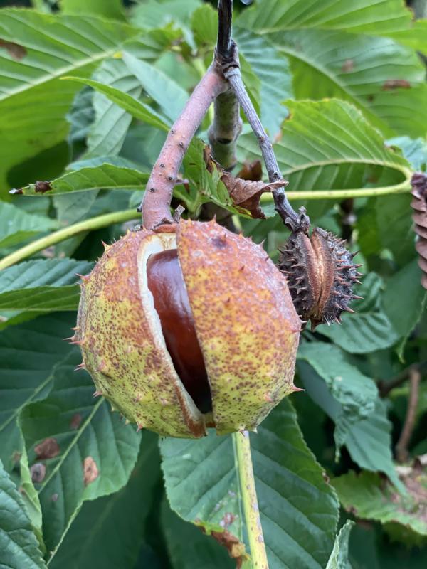 Rosskastanie offene Kastanie