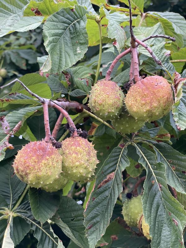 Rosskastanie Früchte