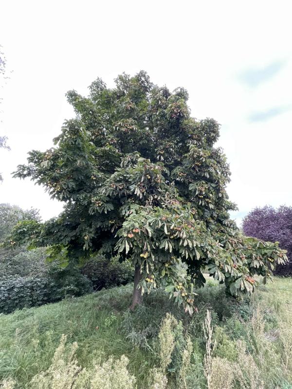Rosskastanie ganzer Baum