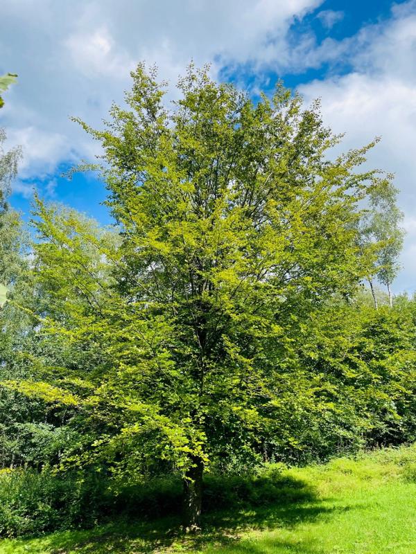 Rotbuche kaufen Baum des Jahres in bester Qualität — Baumfink