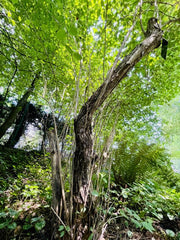 Rote Heckenkirsche Stamm