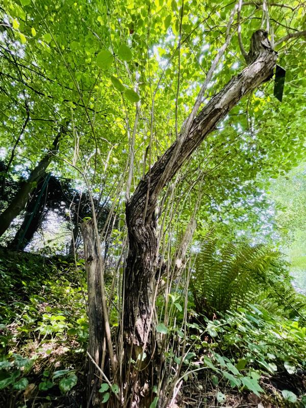 Rote Heckenkirsche Stamm